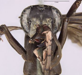 Media type: image;   Entomology 26235 Aspect: head frontal view